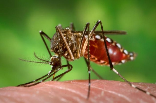 Zancudo Aedes aegypti transmisor del dengue